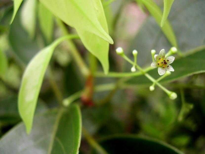 Dùng định vị toàn cầu, phát hiện 117 mẫu vật từ cây gỗ "cực phẩm" của Việt Nam: Mối, mọt khó phá hủy - Ảnh 1
