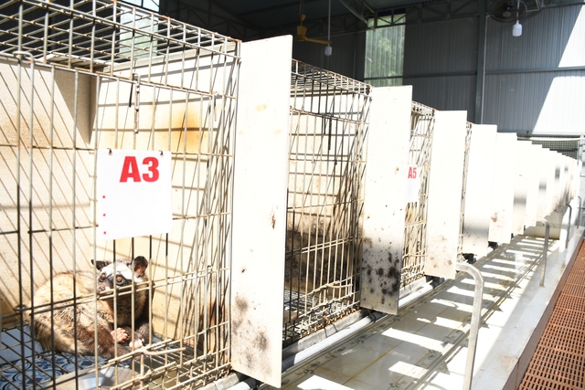 Khám phá trang trại nuôi chồn hương đặc biệt ở TP Đồng Nai - Ảnh 1