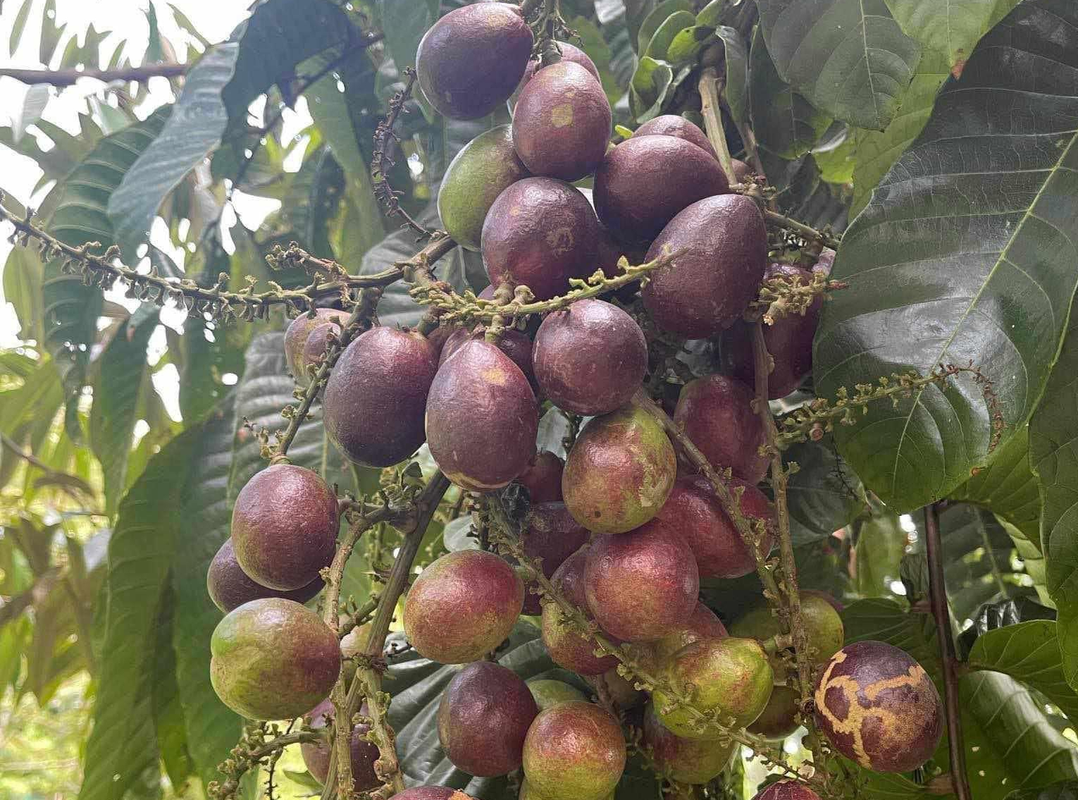 Phát hiện loại quả giống nhãn nhưng thoang thoảng vị sầu riêng: Điều bất ngờ nằm ở mức giá 2,5 triệu đồng/kg - Ảnh 1