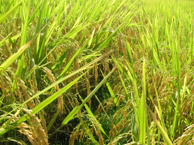 Vượt nửa vòng Trái đất đến Cuba: Kỹ sư Việt bắt tay làm ngay 1 việc, kỳ tích xuất hiện vào tháng 5/2026 - Ảnh 4