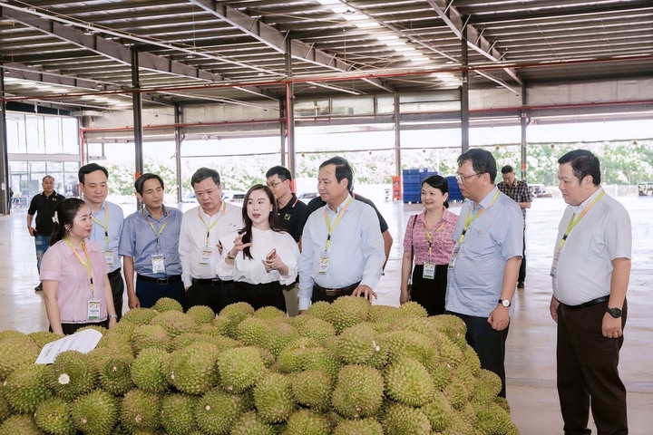 Gỡ nút thắt kiểm nghiệm để giữ thị trường tỷ đô cho sầu riêng Việt - Ảnh 1