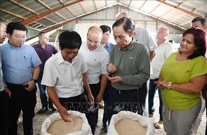Gặp Bộ trưởng Việt Nam, Bí thư Tỉnh ủy Cuba “ngỏ lời” về lĩnh vực DN Việt lập kỳ tích 9 tấn/ha ở nước bạn - Ảnh 1
