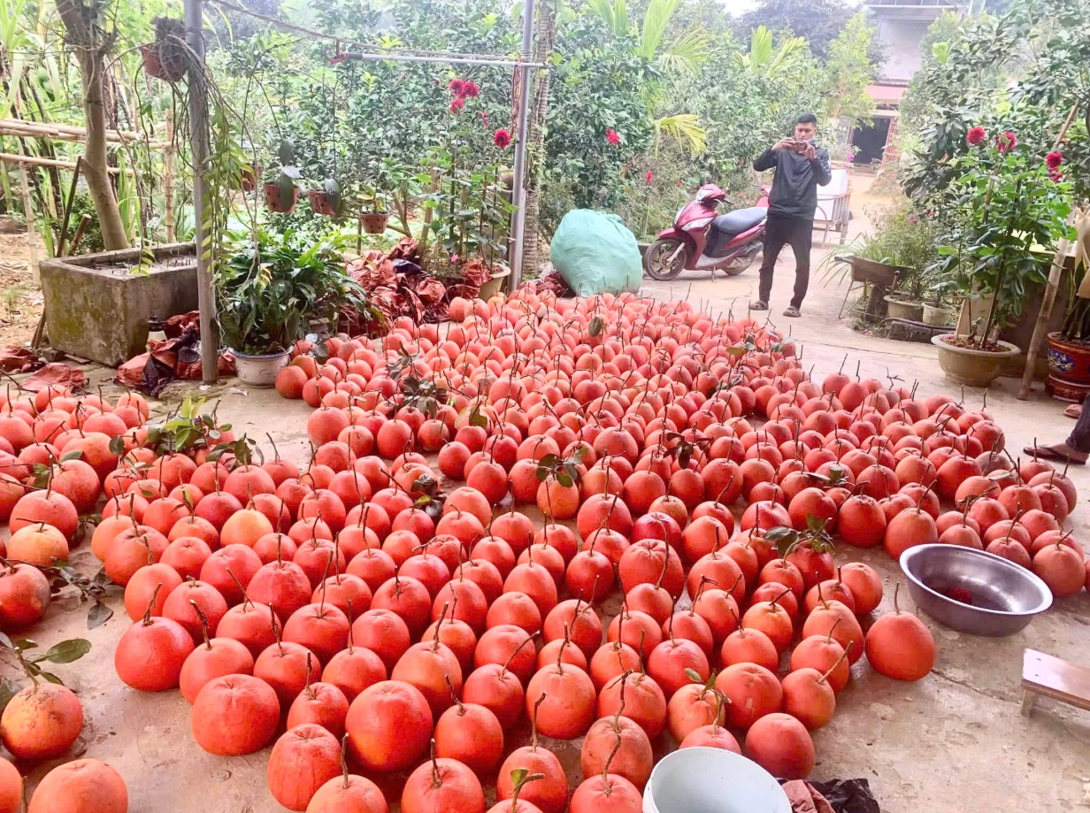 Loại quả Việt Nam lọt top ngon nhất thế giới: Chỉ có ở Thanh Hóa, mỗi năm thu 1 lần, cận vụ càng khó mua - Ảnh 3