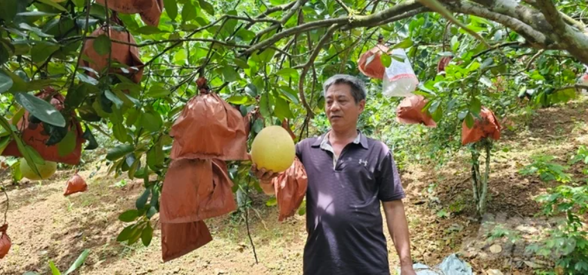 Loại quả Việt Nam lọt top ngon nhất thế giới: Chỉ có ở Thanh Hóa, mỗi năm thu 1 lần, cận vụ càng khó mua - Ảnh 1