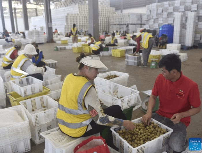 Thương lái Trung Quốc đến tận vườn gom mua một thứ, nhiều nông dân Campuchia đổi đời, đua nhau xây nhà mua xe - Ảnh 1