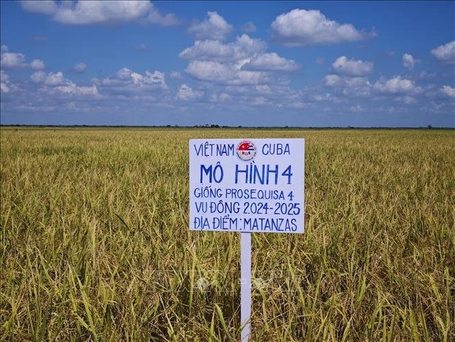 Việt Nam vừa báo tin vui lớn cho Cuba: Kỳ tích 1.200 tấn vượt mong đợi - Ảnh 3
