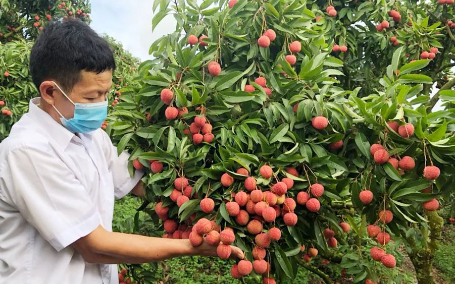 Bắc Ninh thu gần 6.000 tỷ đồng từ vải thiều - Ảnh 1