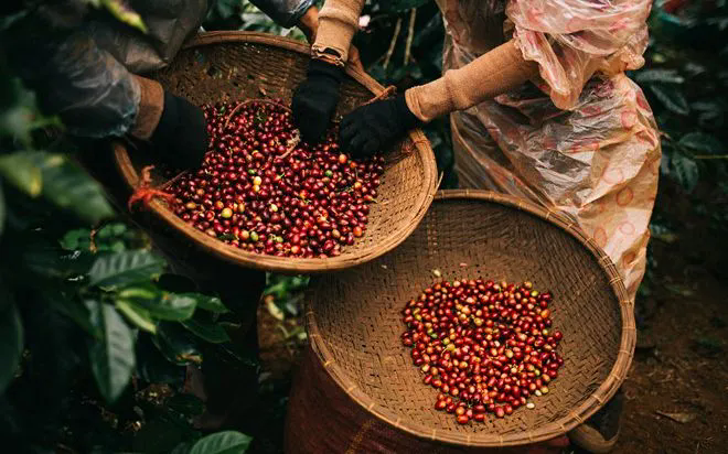 Cà phê đảo chiều giảm - Ảnh 1