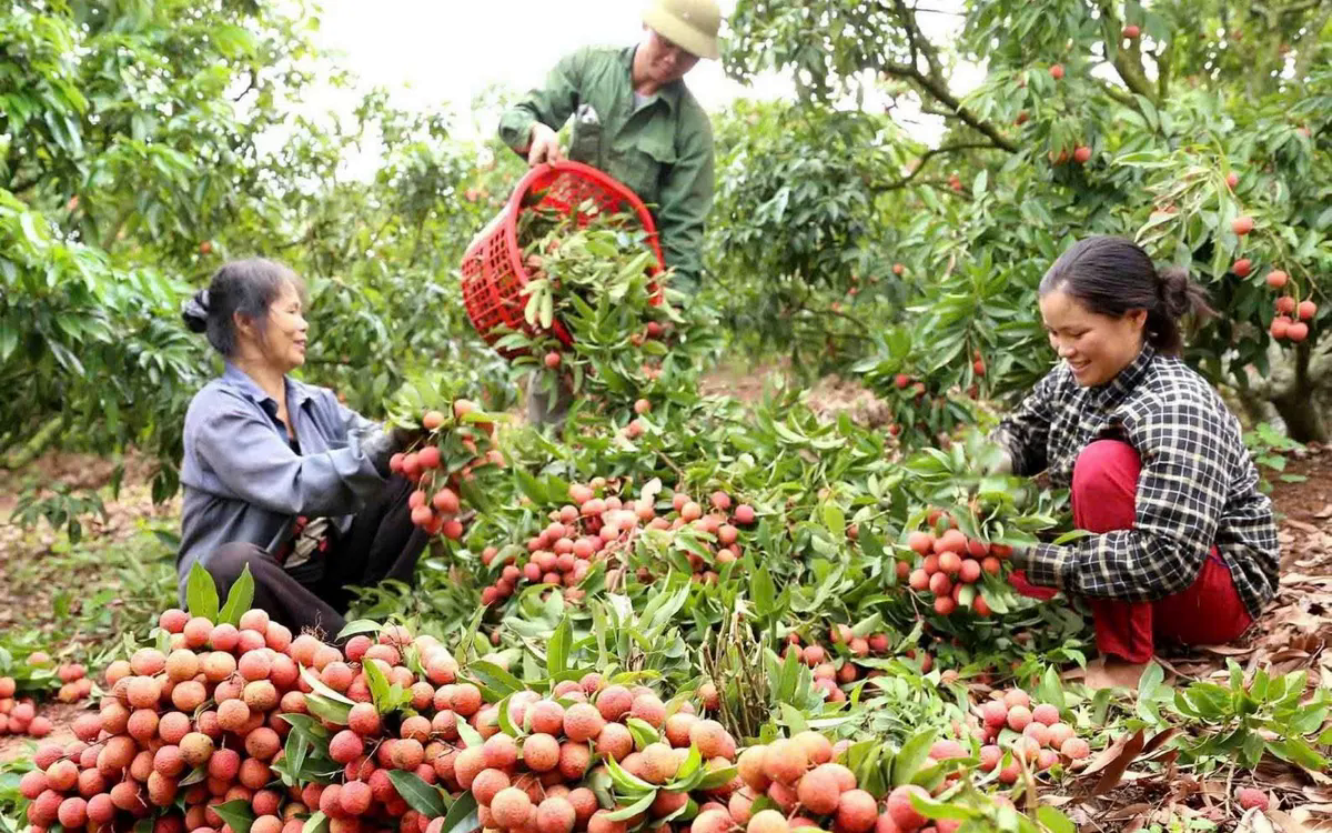 Vải thiều giữ giá cao, tiêu thụ thuận lợi - Ảnh 1