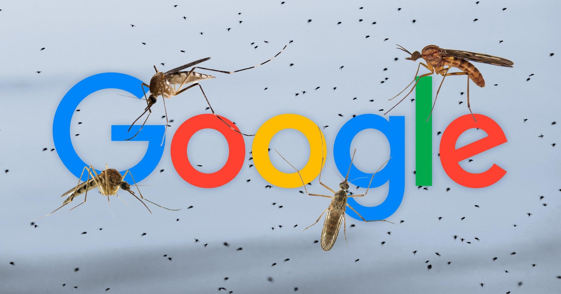 Google muốn thả 32 triệu con muỗi “công nghệ” về rừng: Mục tiêu là gì? - Ảnh 1