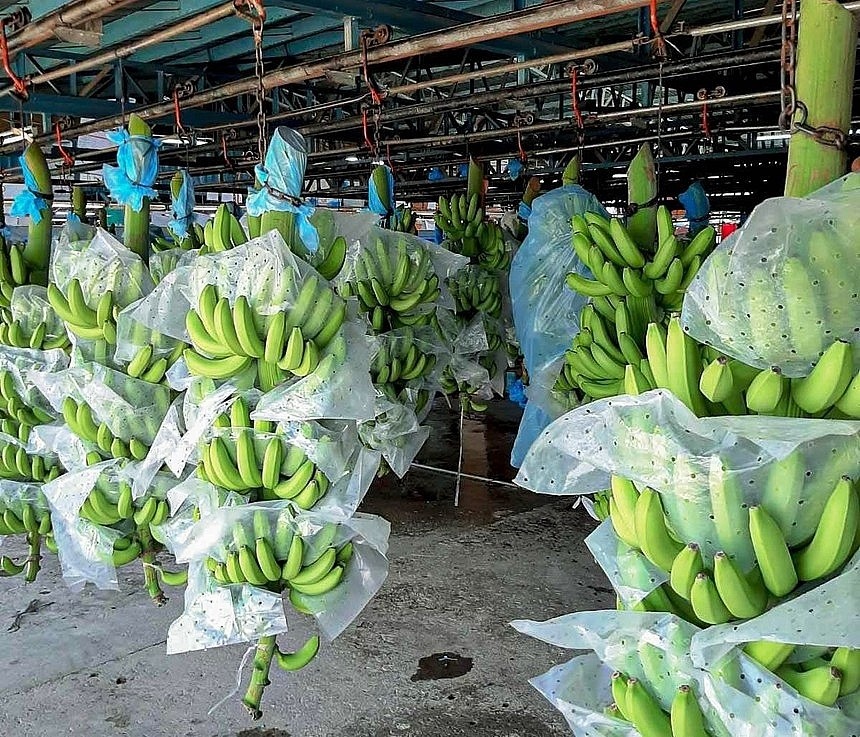 Loại quả dân dã mang tham vọng tỷ USD: Giúp Việt Nam đứng thứ 9 thế giới về sản lượng - Ảnh 1