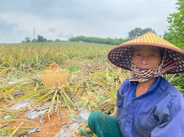 Dứa Thanh Hóa rẻ như cho, lên Hà Nội giá 25.000 đồng/kg - Ảnh 5