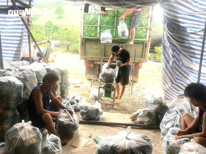 Dứa Thanh Hóa rẻ như cho, lên Hà Nội giá 25.000 đồng/kg - Ảnh 4