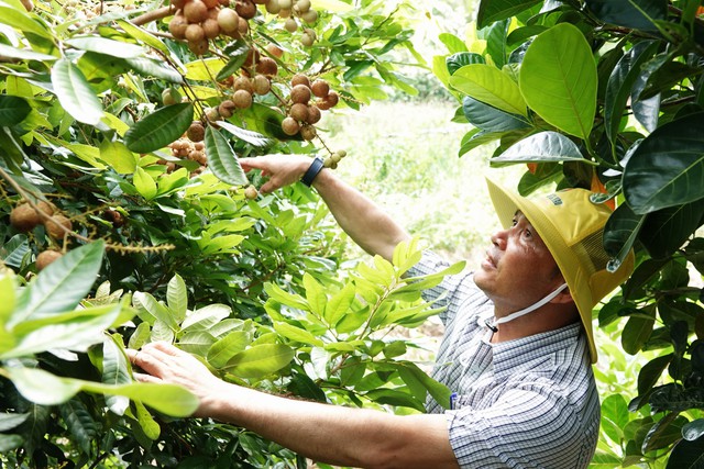 Giống nhãn lạ ở miền Tây: Trái còn xanh vẫn ngọt, khách ăn thử đều bất ngờ - Ảnh 1