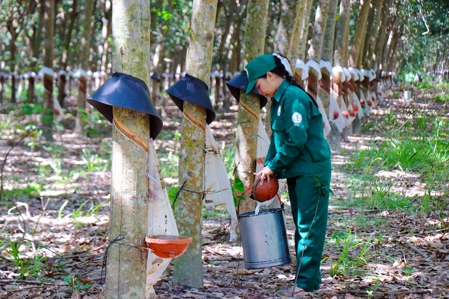 Cao su Tân Biên: Giữ vững sản xuất, chắc vùng biên, ấm tình đồng chí - Ảnh 1