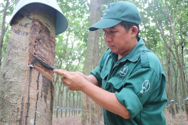 Cao su Tây Ninh: Giữ vững năng suất ‘2 tấn’, hướng đến phát triển xanh - Ảnh 1