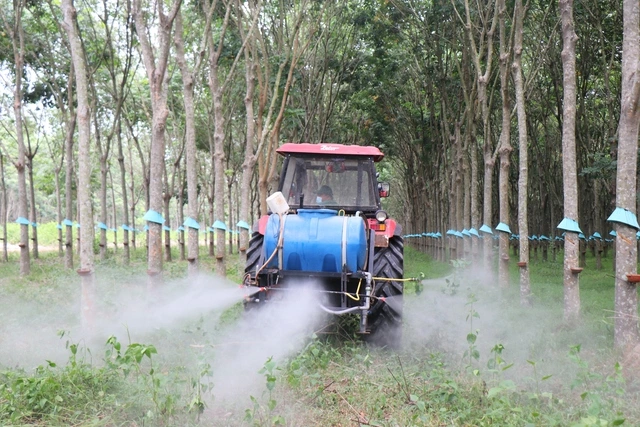 Cao su Tây Ninh: Giữ vững năng suất ‘2 tấn’, hướng đến phát triển xanh - Ảnh 2