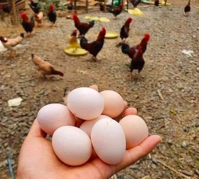 Giá trứng xuống đáy, người chăn nuôi điêu đứng - Ảnh 1