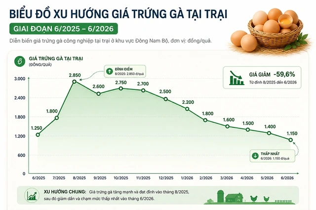 Giá trứng xuống đáy, người chăn nuôi điêu đứng - Ảnh 3