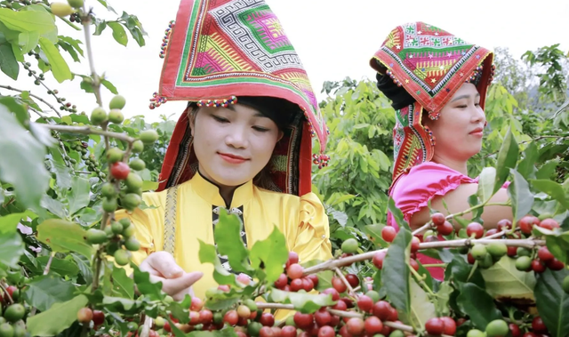 Sứ giả đưa cà phê arabica Sơn La sang Bỉ tranh tài World Brewers Cup 2026 - Ảnh 2