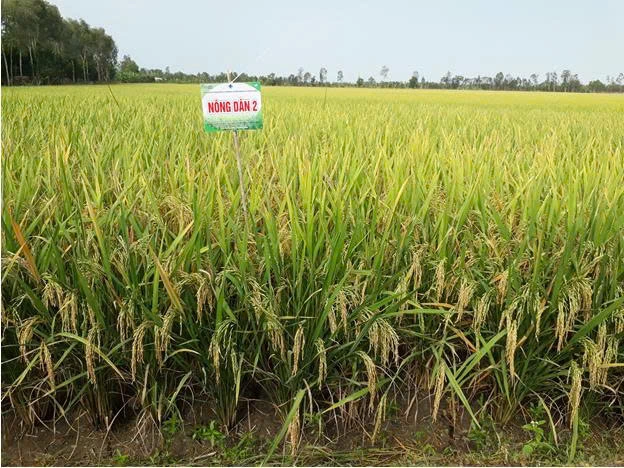Một giống lúa mới được cấp phép lưu hành tại ĐBSCL - Ảnh 1