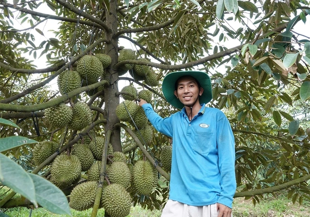 Sầu riêng Việt mở thêm những cánh cửa mới - Ảnh 1