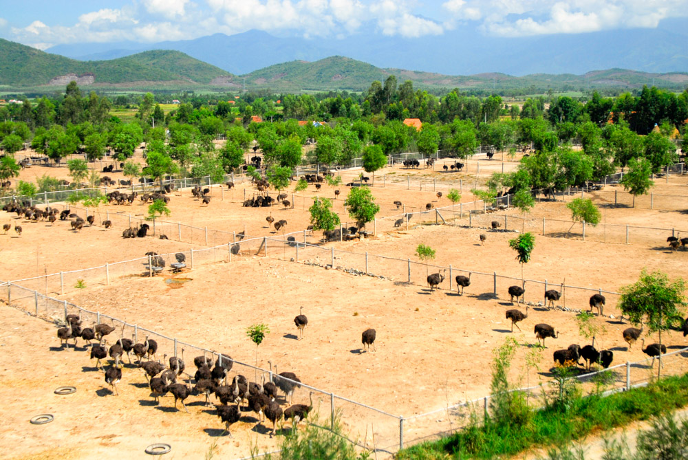 Bỏ nghề kỹ sư về quê nuôi con chim khổng lồ không biết bay, anh nông dân xây trang trại doanh thu tiền tỷ - Ảnh 1