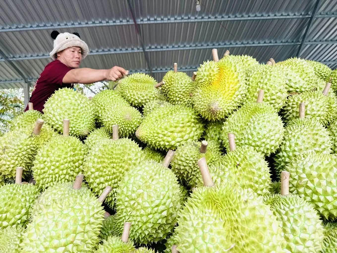 Doanh nghiệp xuất khẩu trái cây giảm áp lực về thời gian - Ảnh 1