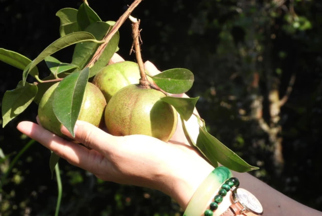 Việt Nam sở hữu loại cây "nhả ra vàng lỏng" rất giàu Omega, thuộc hàng cao cấp trên thế giới - Ảnh 1