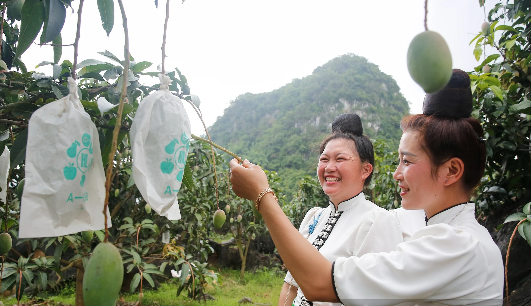 Hạn hán khiến xoài Sơn La giảm sản lượng, người trồng vẫn lãi lớn nhờ làm đúng một việc - Ảnh 1