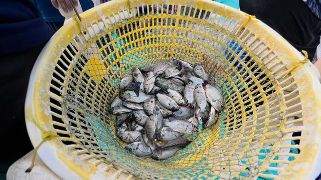 Loài cá khiến hàng loạt ao tôm trống rỗng, láng giềng Việt Nam huy động cả quan chức xuống bắt - Ảnh 1