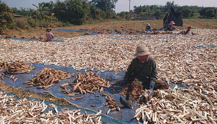 Không phải gạo hay sầu riêng, Campuchia quyết tâm làm giàu với mặt hàng Việt Nam đang trồng rất nhiều: Đây là mỏ vàng mới của chúng tôi! - Ảnh 1