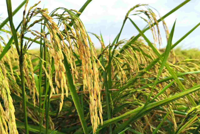 Một khách hàng của gạo Việt ra thông báo ngừng nhập khẩu - Ảnh 1