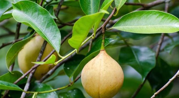 Đắt hơn sầu riêng, Việt Nam trồng được một loại ‘sản vật’ đắt đỏ thứ 3 thế giới: Giá gần 8.000 USD/tấn, ít nhất 3 năm mới cho thu hoạch - Ảnh 1
