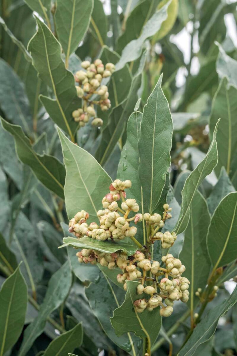 Trồng 7 loại cây này trong nhà, gián không dám bén mảng - Ảnh 1