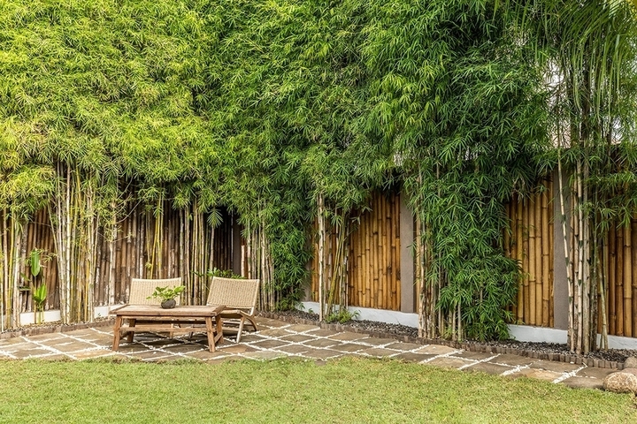 6 loại cây trồng hàng rào đẹp, dễ chăm sóc - Ảnh 1