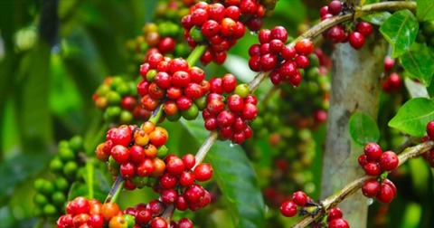 Giá cà phê tiếp tục tăng - Ảnh 1