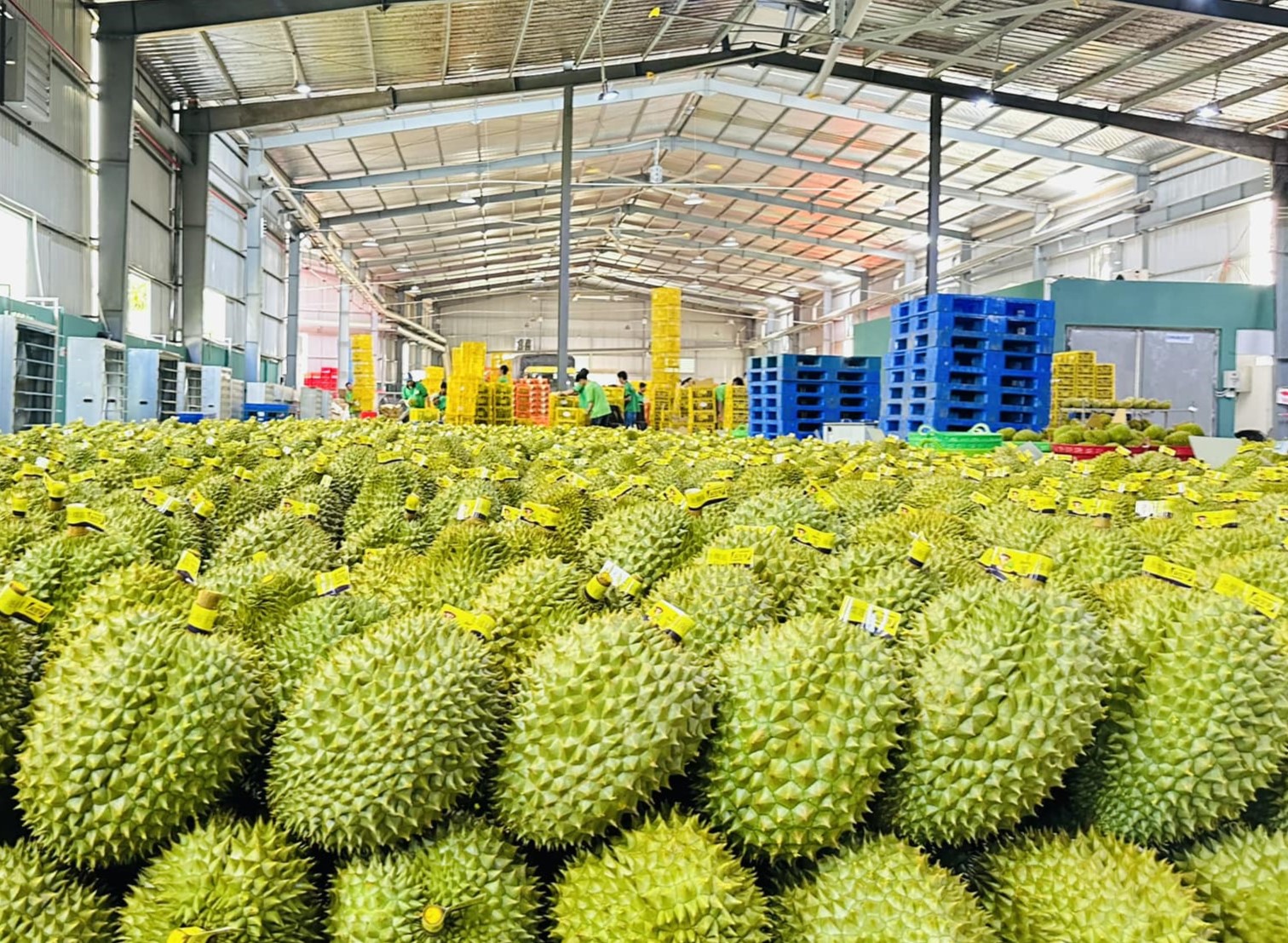 Giá một mặt hàng xuất khẩu chủ lực của Việt Nam lao dốc giữa lúc Trung Quốc tăng mua, điều gì xảy ra? - Ảnh 1