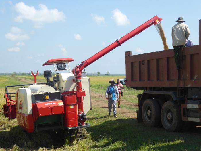 Giống lúa Việt Nam 'gây sốt' ở Cuba: Năng suất đạt 7 tấn/ha, cao gấp hơn 3 lần mức trung bình cả nước - Ảnh 1