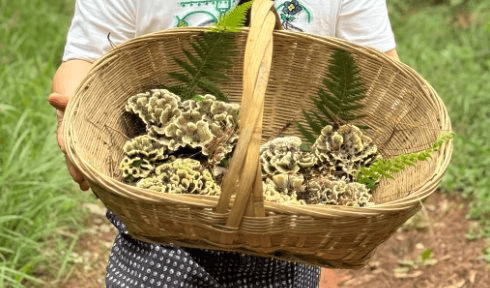 “Lộc trời” quý hiếm mọc trên núi cao, Trung Quốc bán 29 triệu đồng/kg, chậm 1 ngày giảm luôn giá trị - Ảnh 1
