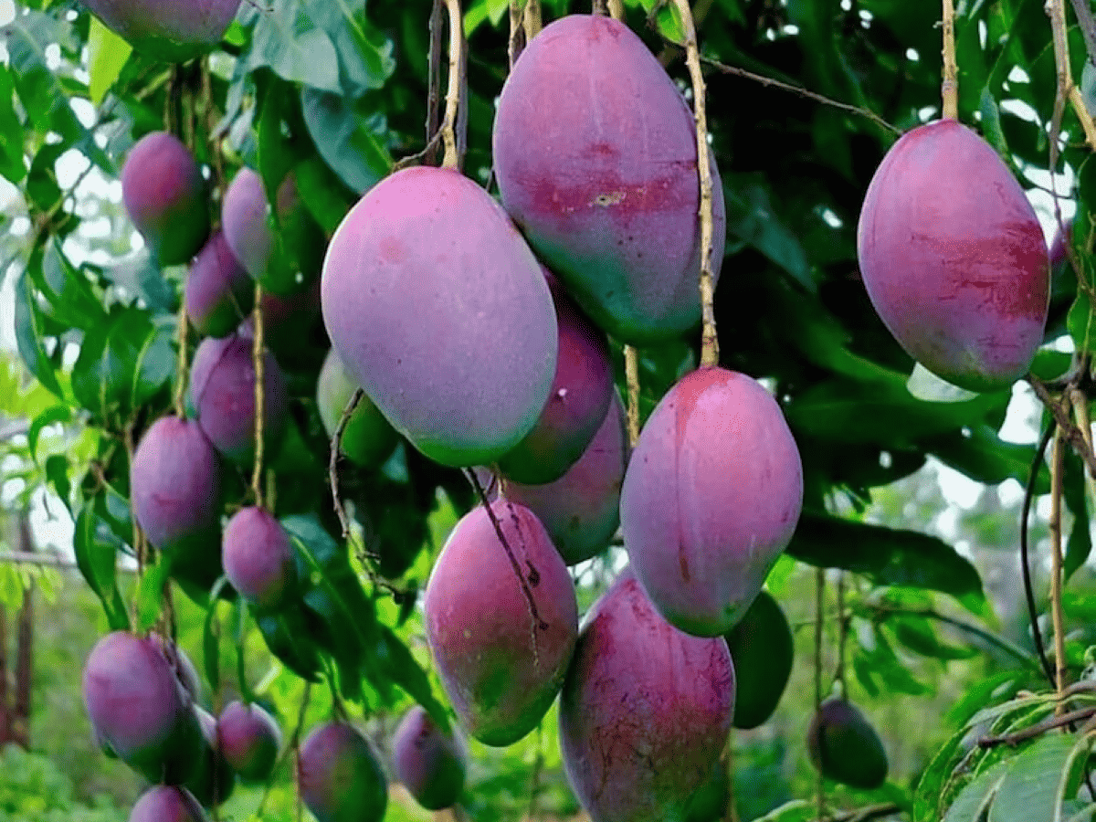 Giống xoài lạ đắt bậc nhất thế giới, mỗi cây chỉ có 5-7 quả: Đã thu hoạch lứa đầu tiên ở Việt Nam! - Ảnh 1
