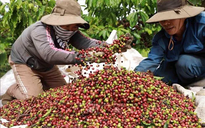 Giá cà phê lập đỉnh hơn 3 tháng - Ảnh 1