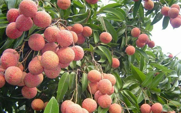 Bắc Ninh thu kỷ lục hơn 7.200 tỷ đồng từ vải thiều - Ảnh 1