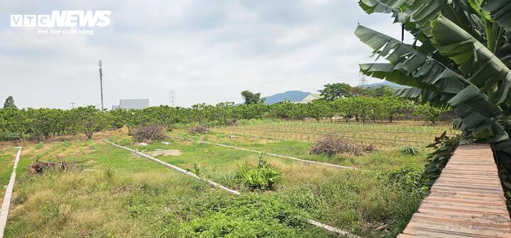 Quảng Ninh: 317 hồ sơ chuyển từ đất nông nghiệp sang đất ở, phường giải trình thế nào? - Ảnh 1