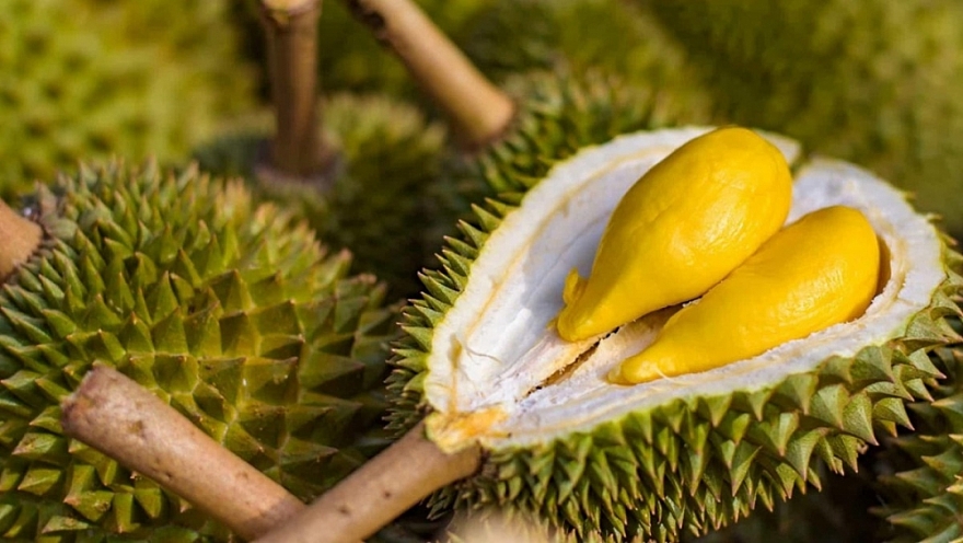 Sau Trung Quốc, Việt Nam chính thức khai phá 'mỏ vàng' sầu riêng 1,4 tỷ dân: Thái Lan, Malaysia cũng đang chạy đua
