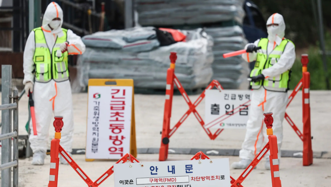 Hàn Quốc báo động: Dịch bệnh lở mồm long móng xuất hiện sau 11 năm, kích hoạt ứng phó khẩn cấp - Ảnh 1