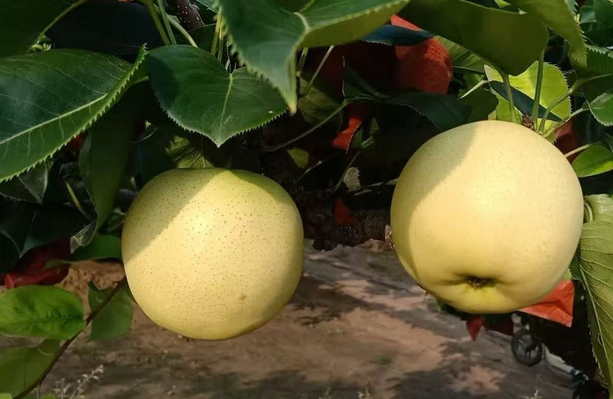 Không phải sầu riêng hay vải, Trung Quốc lo gặp khó với loại trái cây quen thuộc của người Việt, giá giảm mạnh 40% - Ảnh 1