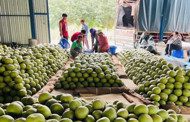 Sau sầu riêng, Thái Lan quyết tâm làm giàu với loại quả Việt Nam đang trồng rất nhiều: Được mùa được giá, Trung Quốc cực ưa chuộng