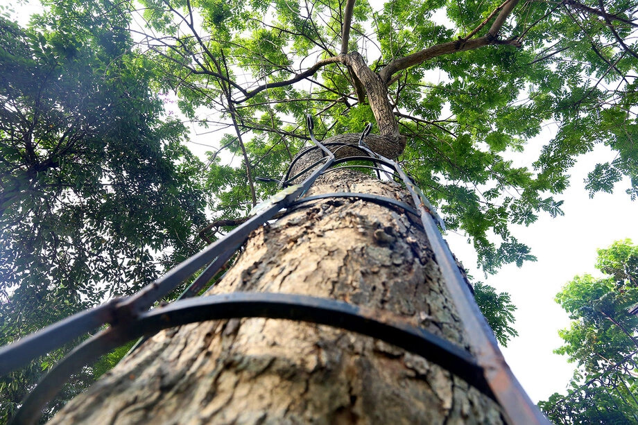 3 loại cây trồng trong vườn được ví như "báu vật", càng để lâu càng giá trị