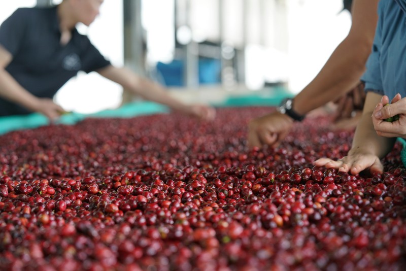 Ngoại giao kinh tế mở rộng không gian xuất khẩu - Ảnh 1
